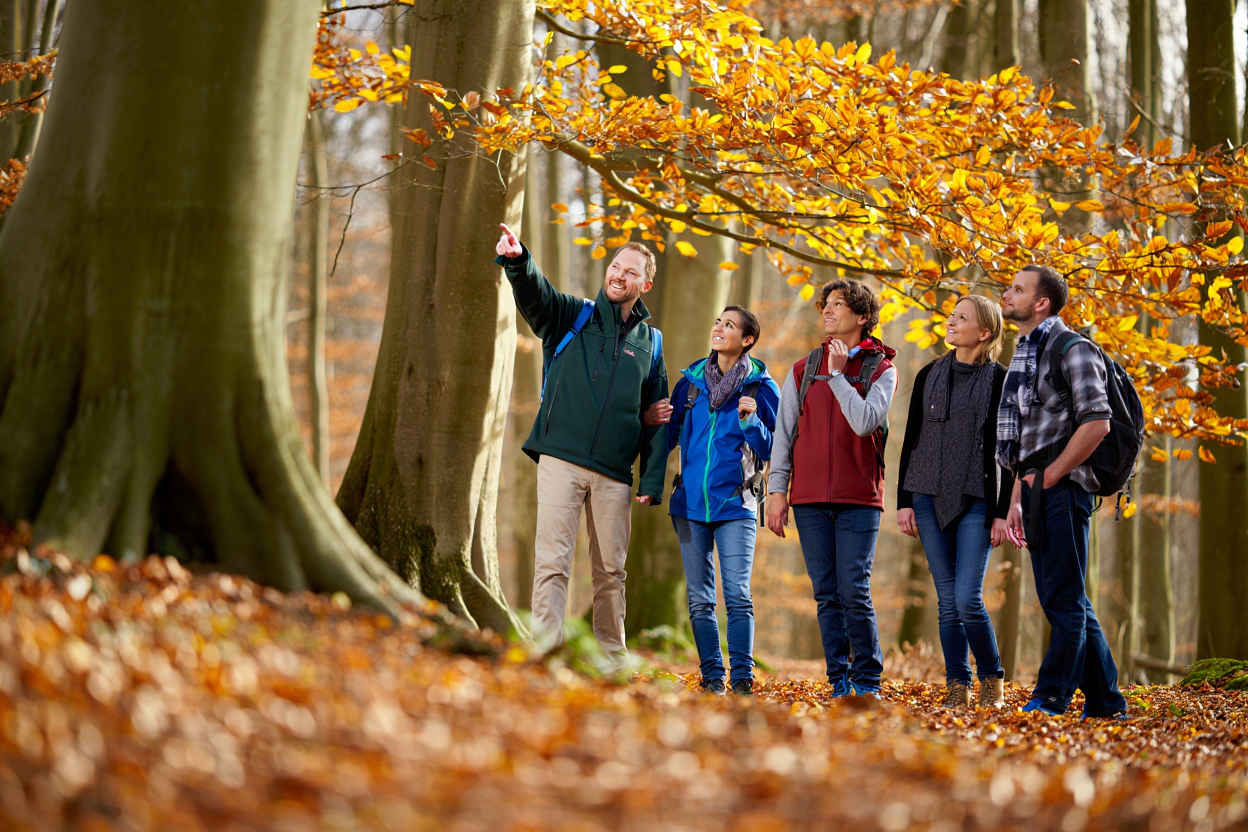 Das WaldReisen-Team auf einer geführten Wanderung durch einen deutschen Buchenwald