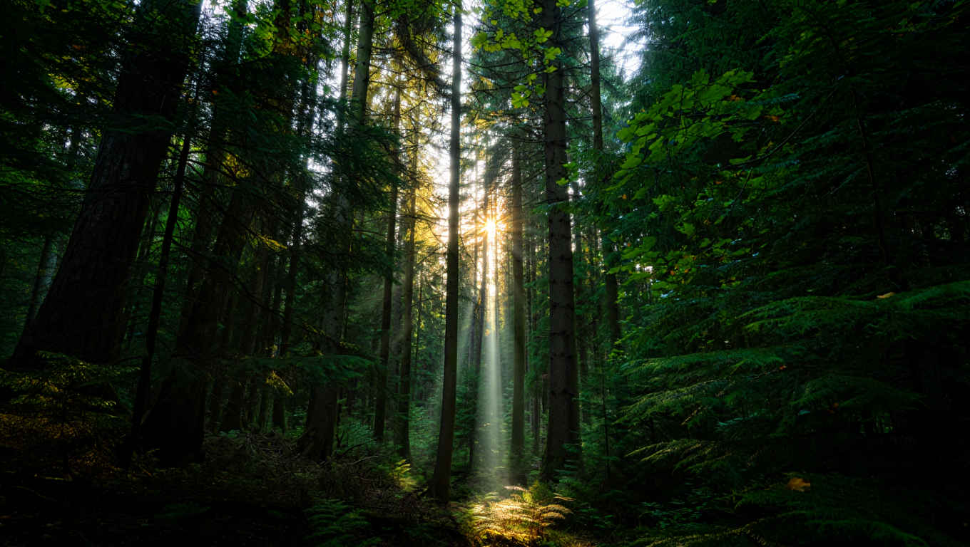 Dichter Tannenwald im Schwarzwald mit Morgennebel