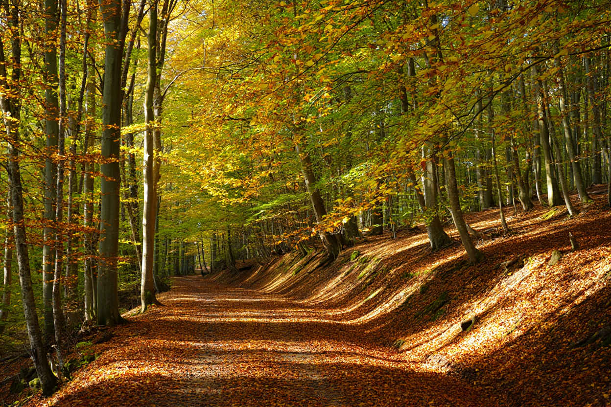 Sonnengefluteter Waldweg durch alte Buchen im Schwarzwald