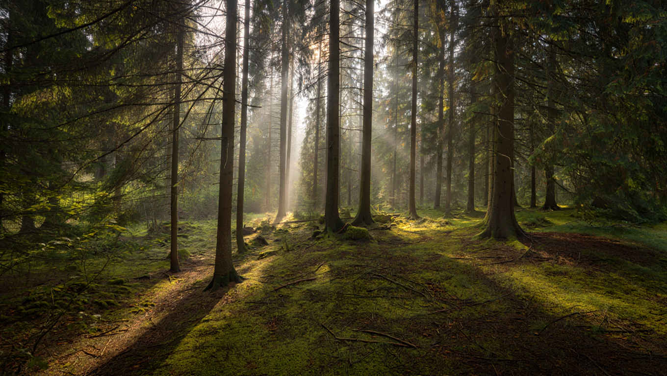 Morgendlicher Nebel über einem deutschen Tannenwald mit Sonnenstrahlen