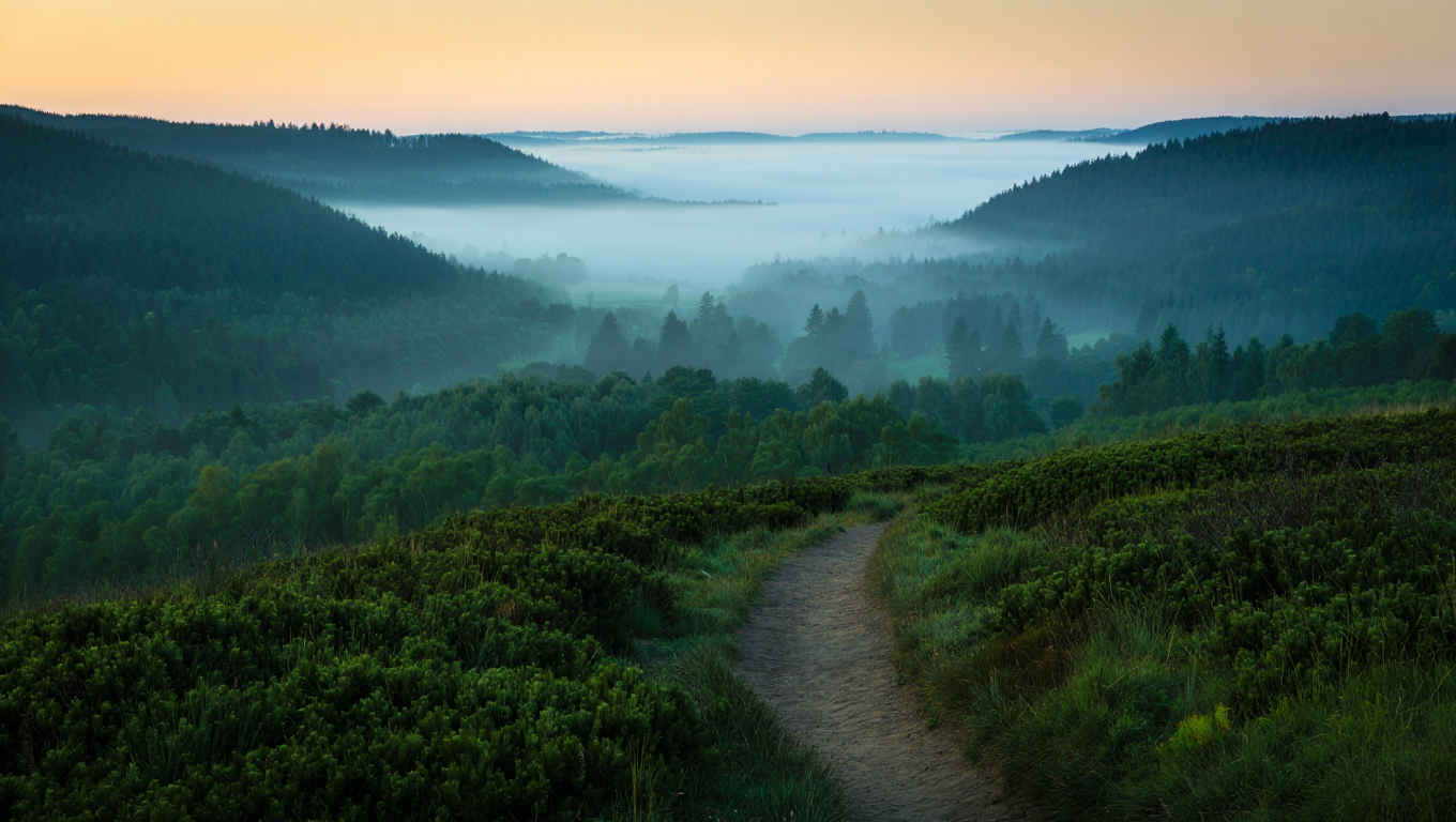 Morgendlicher Nebel über einem stillen Waldtal in Deutschland