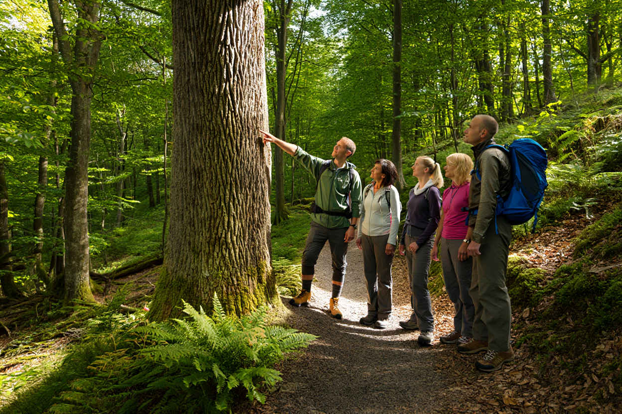 Geführte Waldwandergruppe auf einem Naturpfad im deutschen Wald